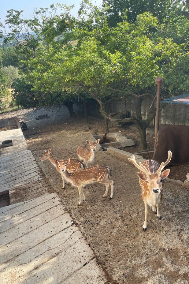 1783347454_4ad80f4d86e0b2297dee_1783347454